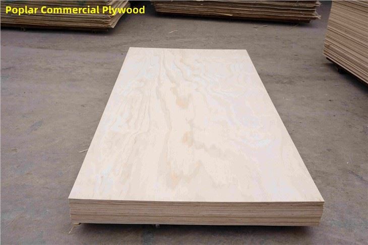 Bintangor / Commercial Plywood / XINGANG / CHINA