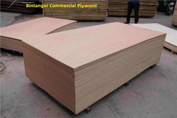 Bintangor / Commercial Plywood / XINGANG / CHINA
