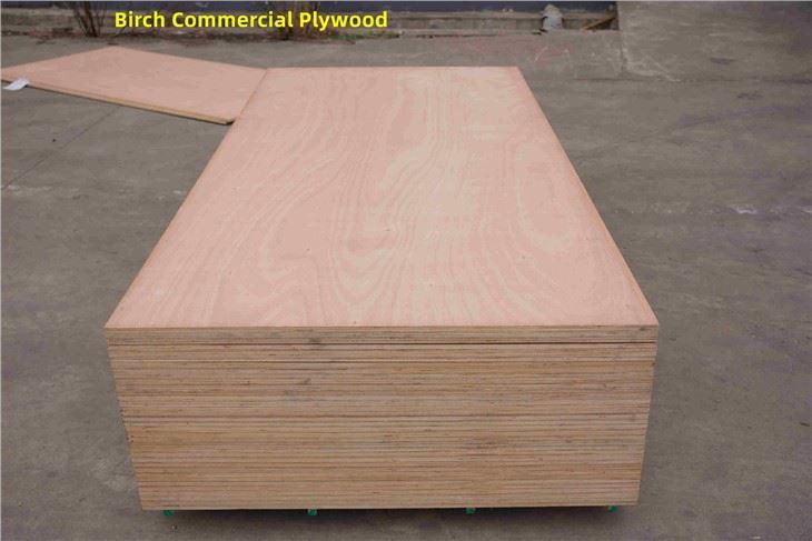 Bintangor / Commercial Plywood / XINGANG / CHINA