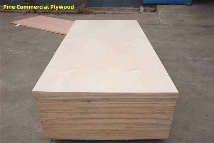 Bintangor / Commercial Plywood / XINGANG / CHINA