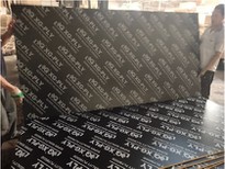 18mm Film Faced Plywood For The Middle East Market